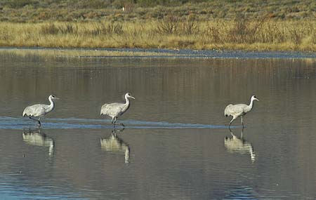 3 cranes