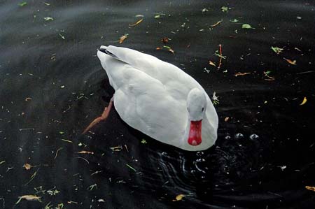 JKW_1732swan