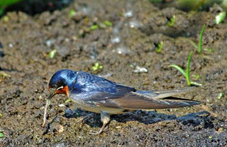 JKW_2399 blue bird
