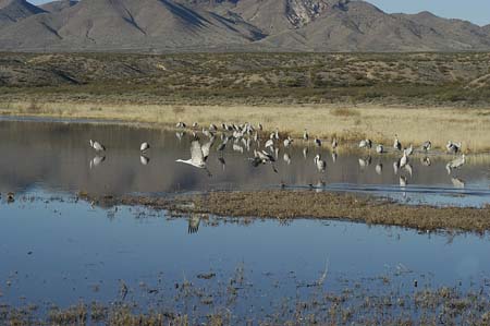 cranes in flight