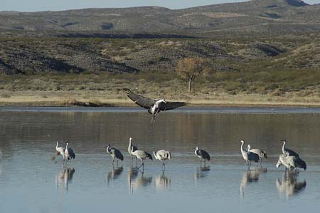 cranes landing