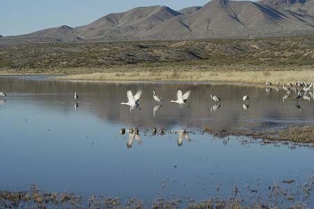 gueese in flight 3
