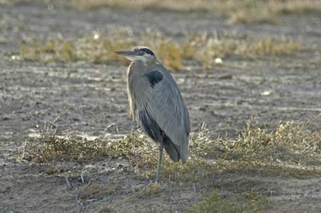 heron
