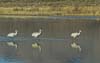 3 cranes