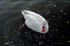 JKW_1732swan