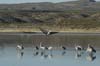 cranes landing