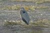 heron