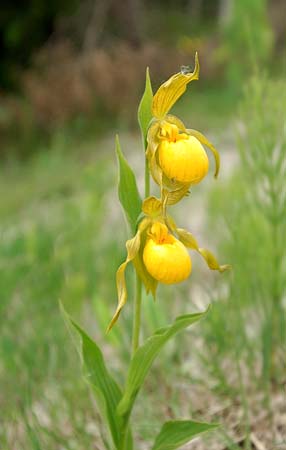 JKW_23152 ladySlippers