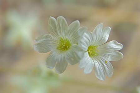 JKW_2362white flower