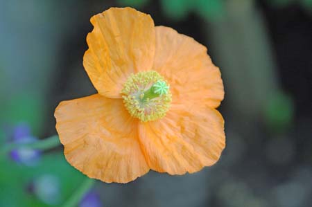 JKW_2394 orange flower