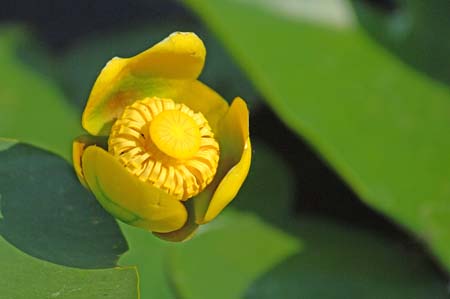 JKW_2405 yellow flower