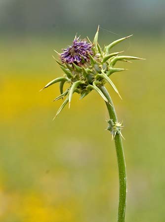 JKW_3887 thistle
