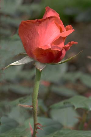 JKW_4043 rose