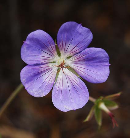 JKW_4054 jolly bee geranium