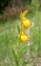 JKW_23152 ladySlippers