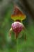 JKW_2345_ramshead