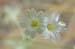 JKW_2362white flower