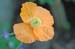 JKW_2394 orange flower