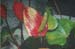 JKW_3252 modified flower
