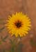 JKW_3477 yellow flower