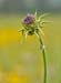 JKW_3887 thistle
