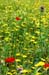 JKW_3893 poppies and thistle