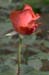 JKW_4043 rose