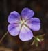 JKW_4054 jolly bee geranium