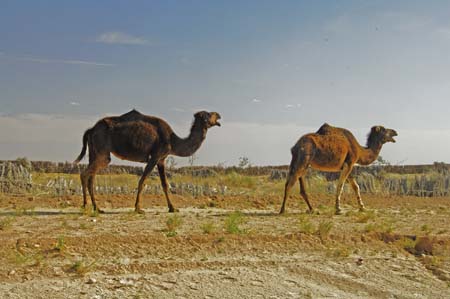JKW_3556 camels