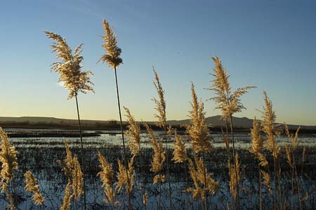 grasses