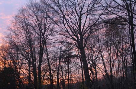 sky with tree sillowete