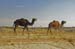 JKW_3556 camels