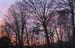 sky with tree sillowete