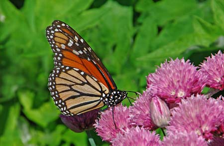 JKW_2390monarch on chives