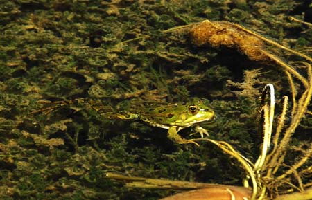 JKW_3538 frog
