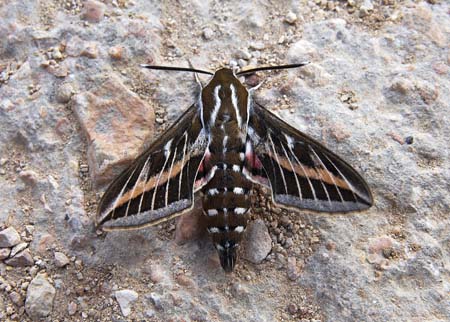 JKW_3711 spinx moth