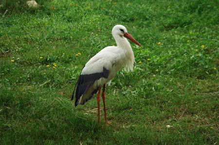 JKW_3877 stork