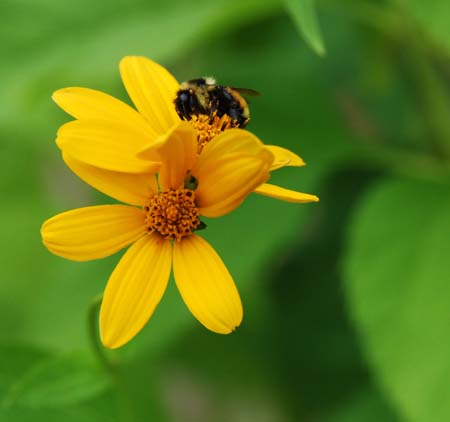 JKW_4494 bee on flower