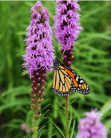 JKW_4495 monarch on lupin