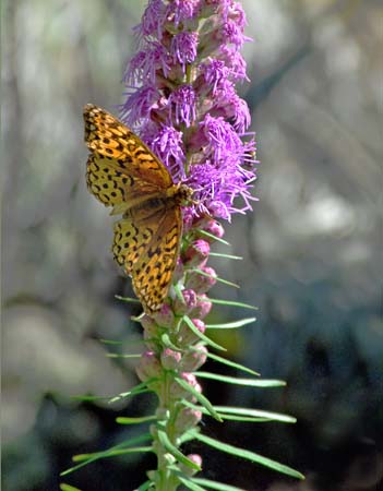 butterfly on lupins