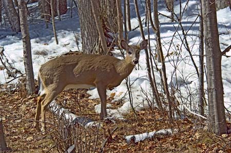 deer