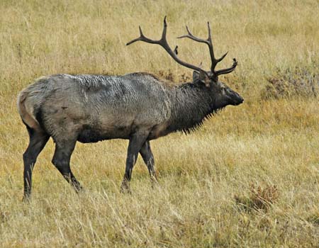 elk