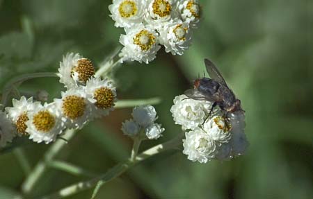 jkw_0593fly on mums