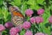 JKW_2377monarch in chives