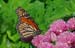 JKW_2390monarch on chives