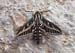 JKW_3711 spinx moth