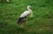 JKW_3877 stork