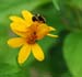JKW_4494 bee on flower