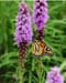 JKW_4495 monarch on lupin