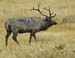 elk